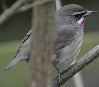 Siberian Rubythroat (beicki)