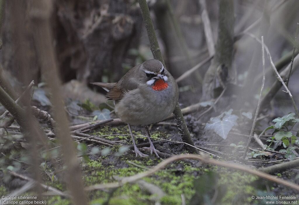 Siberian Rubythroat (beicki)