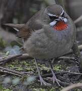 Siberian Rubythroat (beicki)