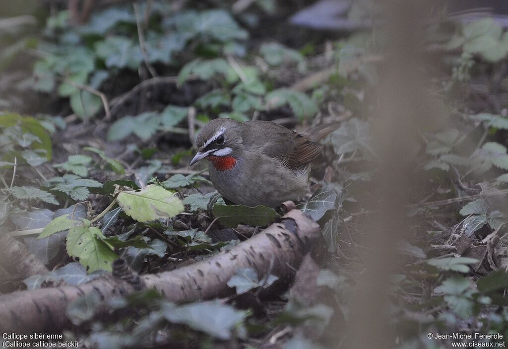 Siberian Rubythroat (beicki)