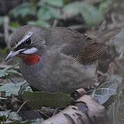 Siberian Rubythroat (beicki)