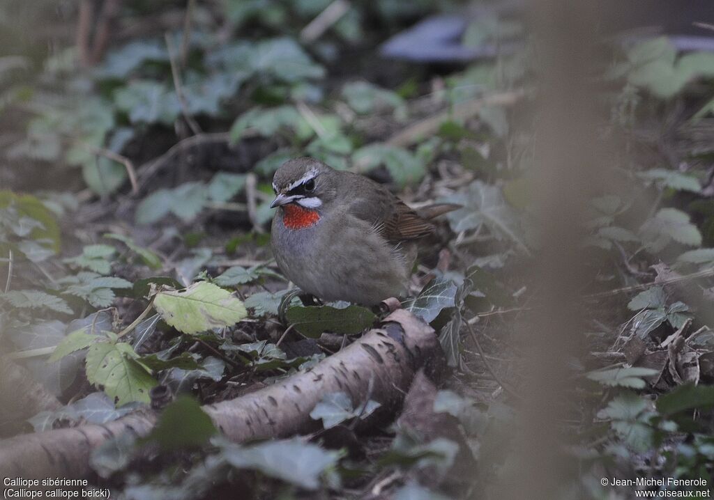 Siberian Rubythroat (beicki)