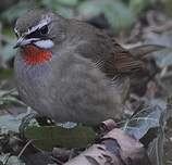 Calliope sibérienne