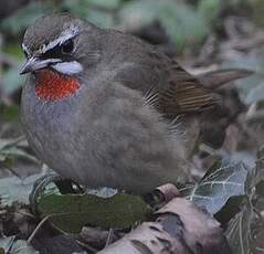 Calliope sibérienne