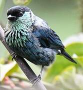 Black-capped Tanager