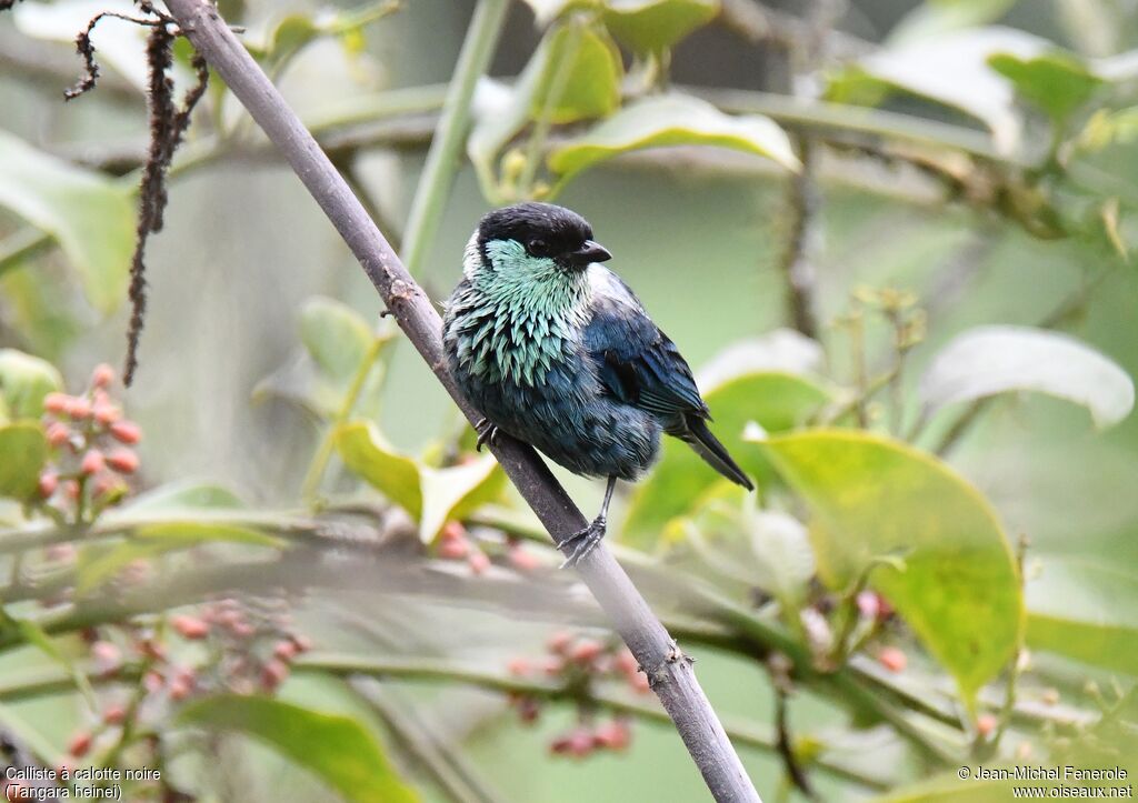 Black-capped Tanager