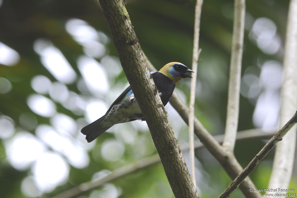 Golden-hooded Tanageradult