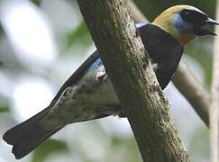 Golden-hooded Tanager