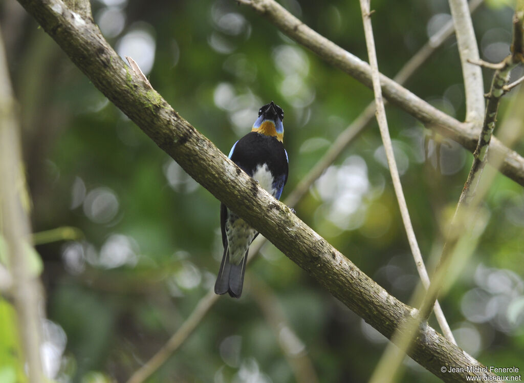 Golden-hooded Tanager