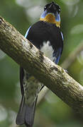 Golden-hooded Tanager