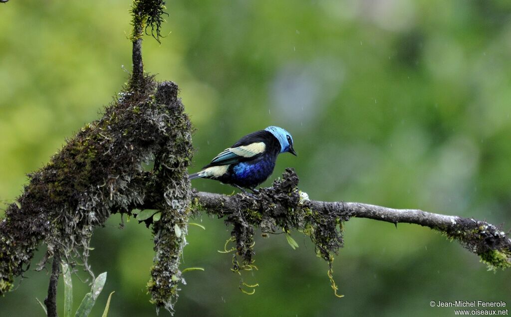 Blue-necked Tanageradult