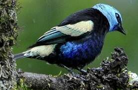 Blue-necked Tanager