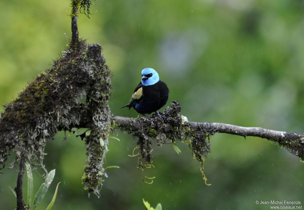 Blue-necked Tanager