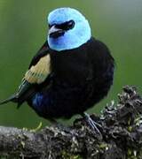 Blue-necked Tanager