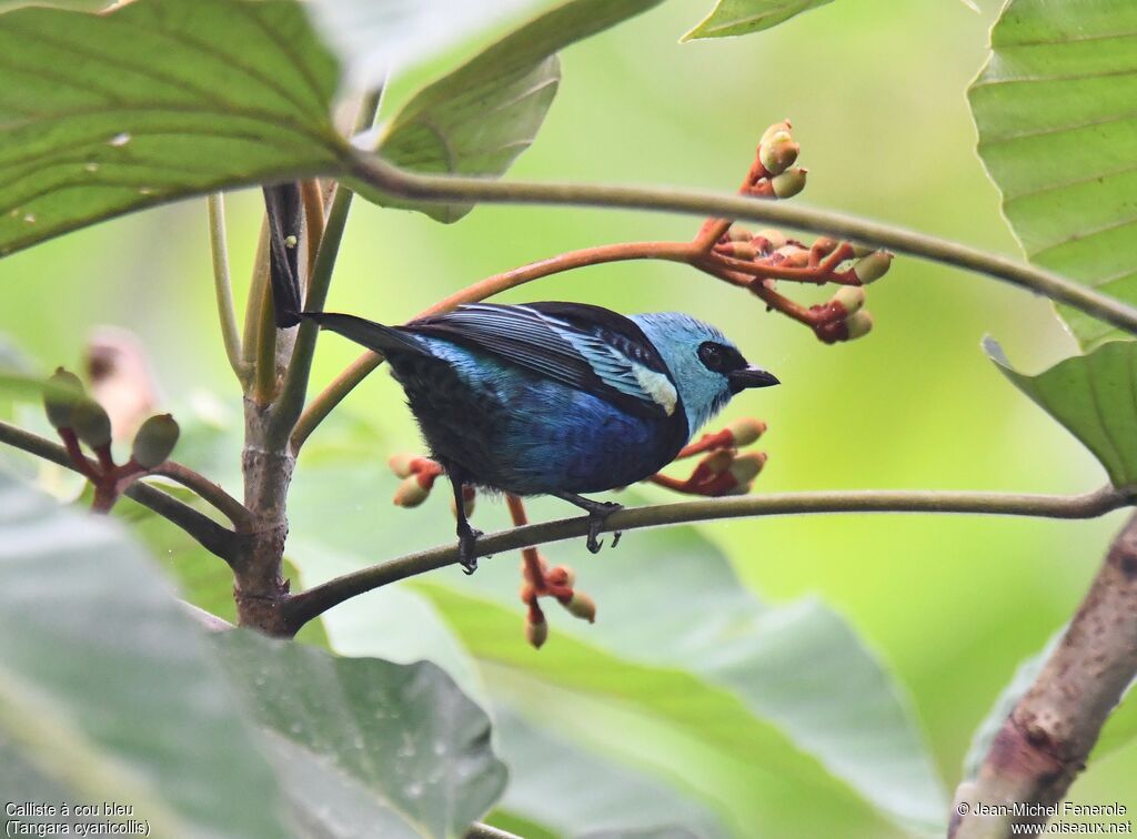 Blue-necked Tanager