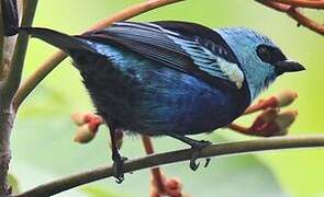 Blue-necked Tanager