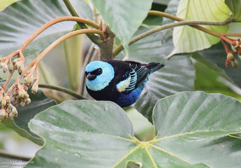 Blue-necked Tanager male adult, close-up portrait