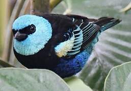 Blue-necked Tanager