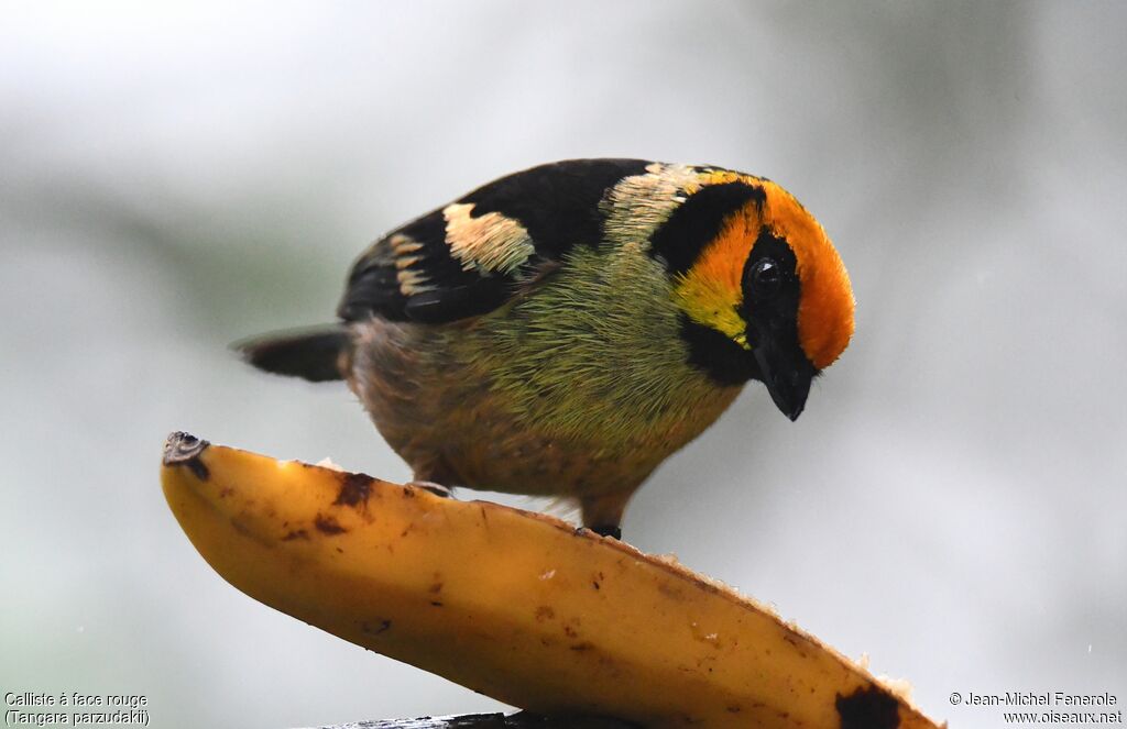 Flame-faced Tanager