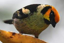 Flame-faced Tanager