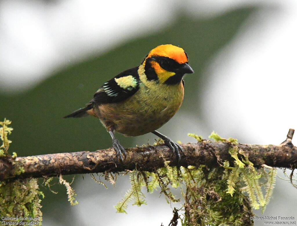 Flame-faced Tanager