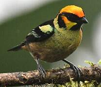 Flame-faced Tanager