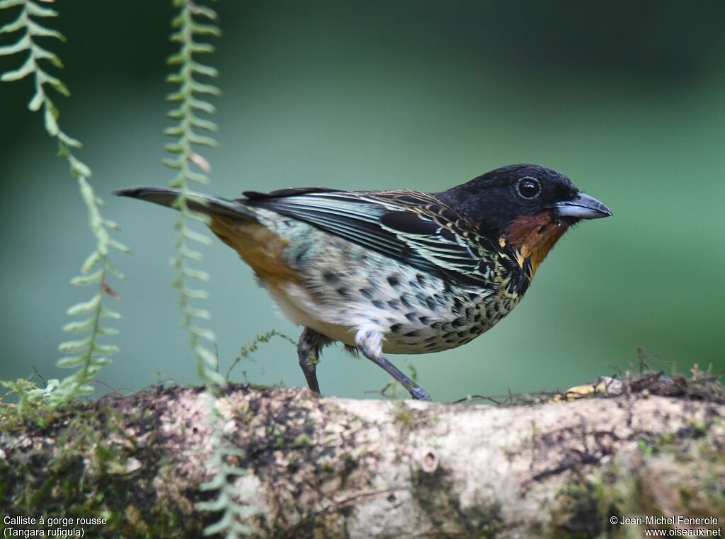 Rufous-throated Tanageradult, identification