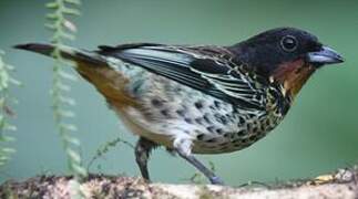 Rufous-throated Tanager