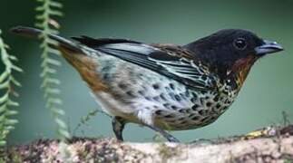 Rufous-throated Tanager