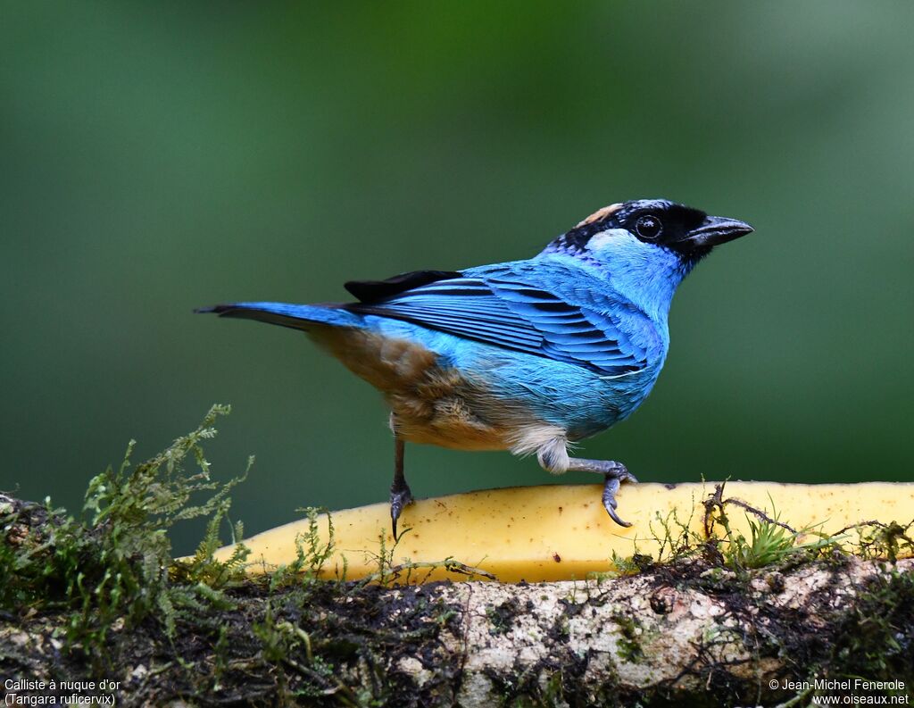 Golden-naped Tanager