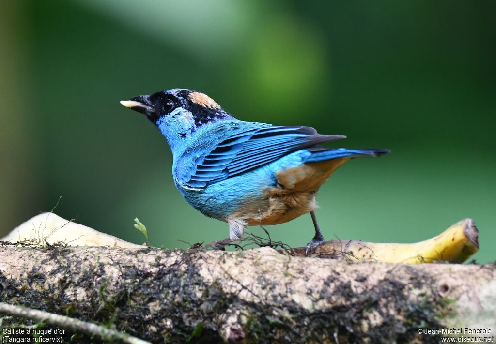 Golden-naped Tanager