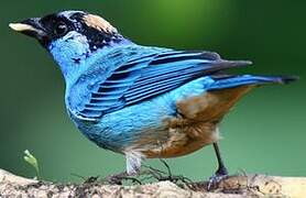 Golden-naped Tanager