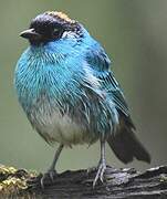 Golden-naped Tanager