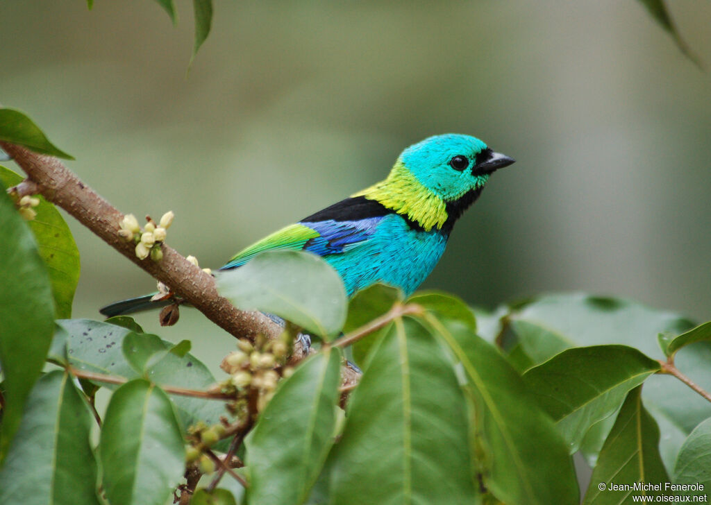 Green-headed Tanager