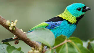 Green-headed Tanager