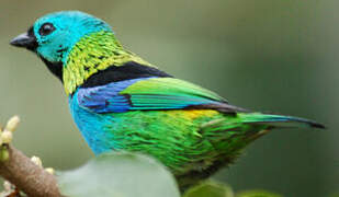 Green-headed Tanager