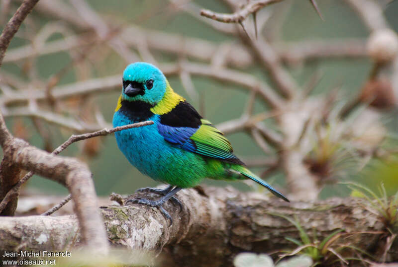 Green-headed Tanager male adult