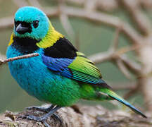 Green-headed Tanager