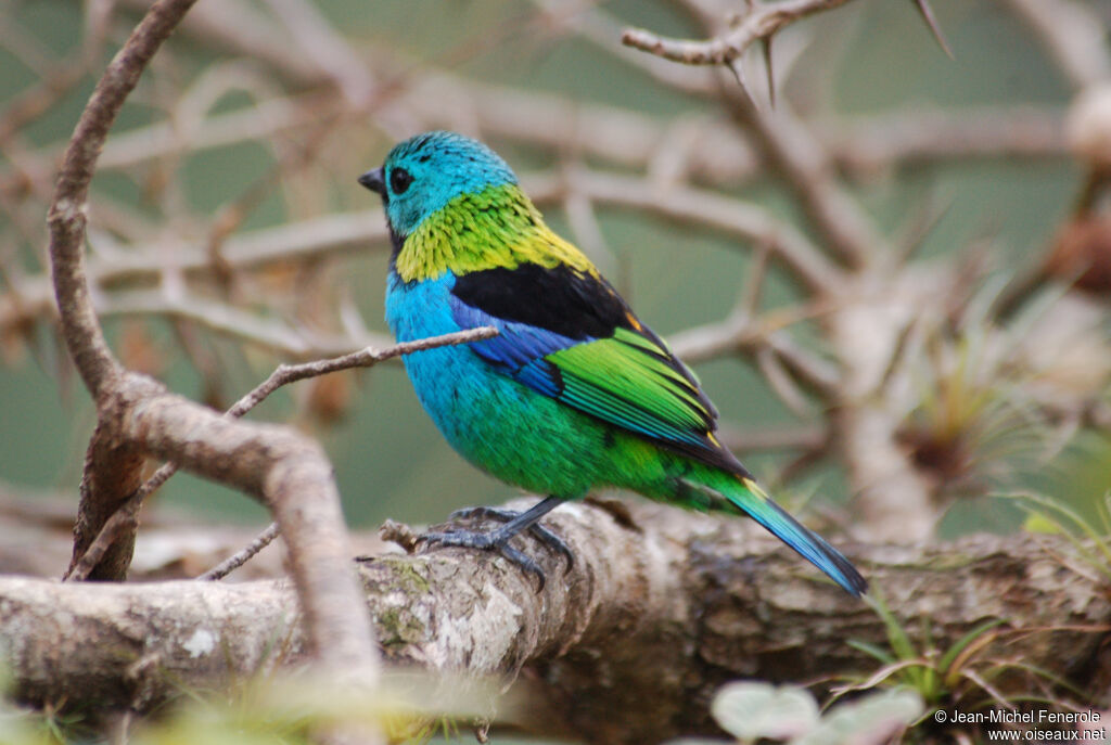 Green-headed Tanager