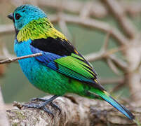 Green-headed Tanager