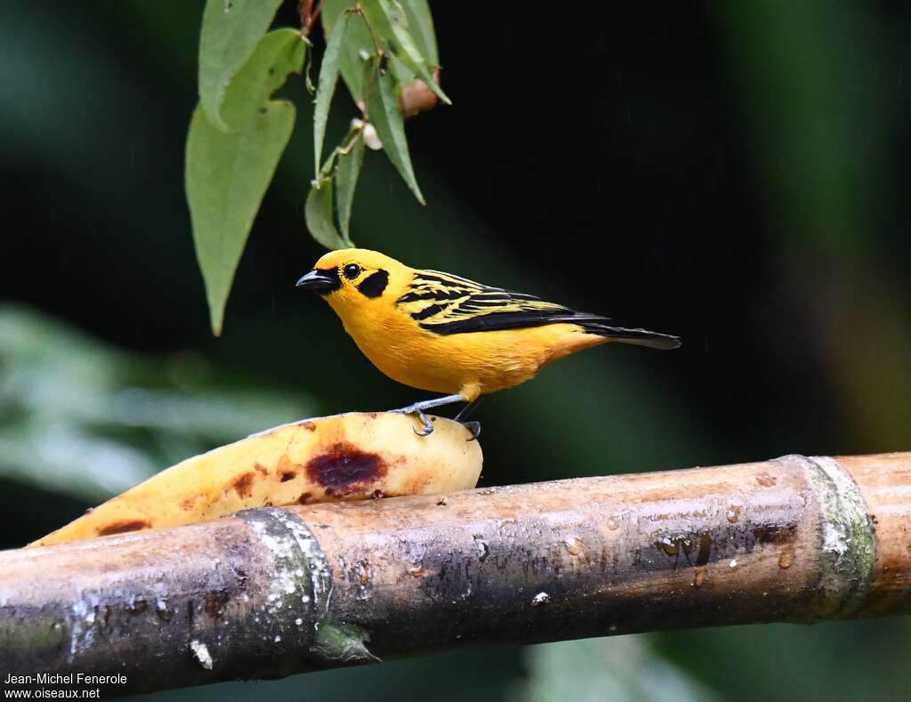 Calliste doréadulte, identification