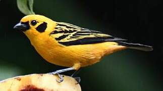 Golden Tanager