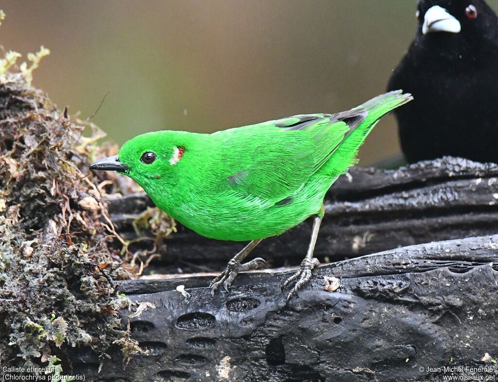 Glistening-green Tanageradult, identification