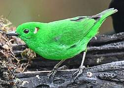 Glistening-green Tanager