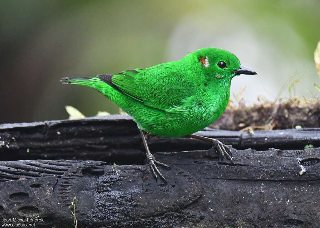 Calliste étincelantadulte, identification