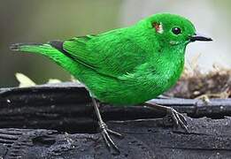 Glistening-green Tanager