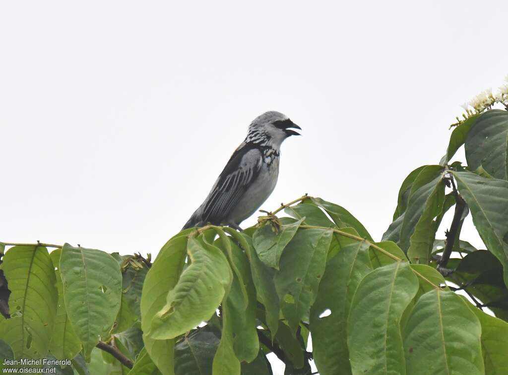 Grey-and-gold Tanageradult