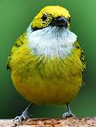 Silver-throated Tanager