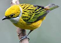 Calliste safran