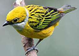 Silver-throated Tanager